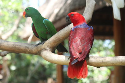 Close-up of birds perching on branch
