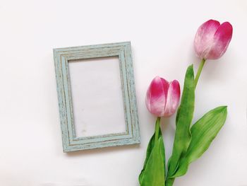 Close-up of pink tulips against white background