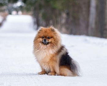 Portrait of a little spitz on a walk in winter