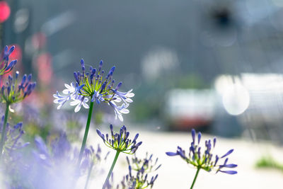 Close-up of purple flowering plant