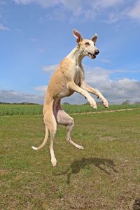 Dog standing on field against sky