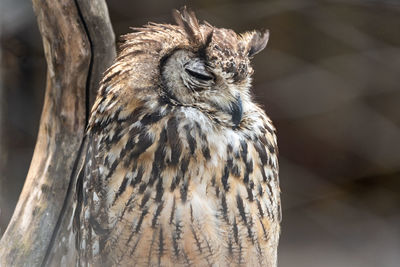 Close-up of a bird