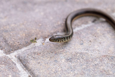 Island glass lizard ophisaurus compressus is a legless lizard found in southeastern united states. 