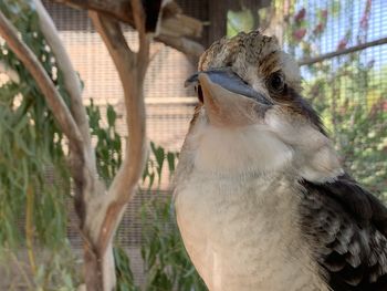 Close-up of a bird