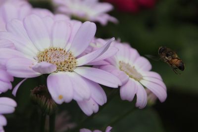 Close-up of bee on pink flower