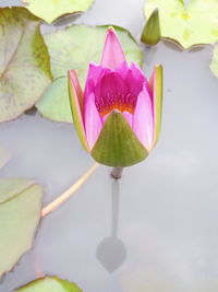 Close-up of lotus water lily