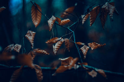 Close-up of dried leaves on plant