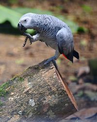 Close-up of bird perching on wood