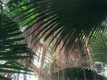 Low angle view of palm trees