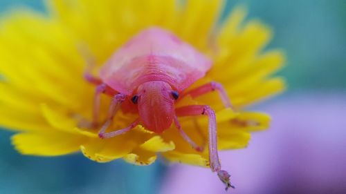 Close-up of insect on pink flower