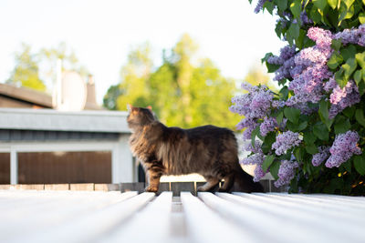 Portrait of cat sitting on rooftop