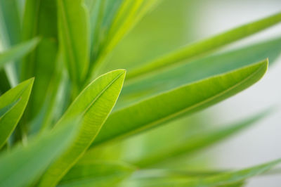 Close-up of leaf