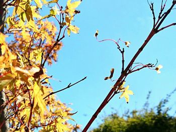 Low angle view of bird flying against clear blue sky