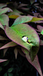 Close-up of insect on plant