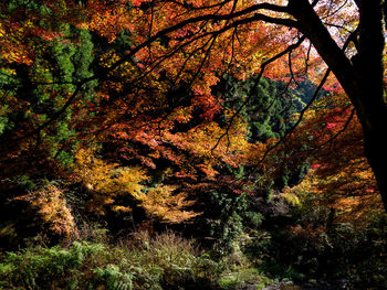 Low angle view of tree in forest during autumn