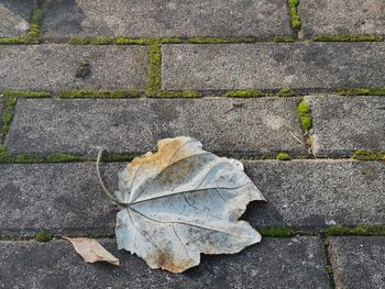 High angle view of maple leaf on footpath