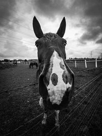 Portrait of horse on field against sky