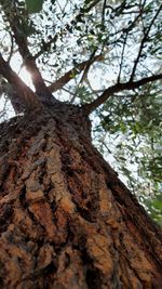 Low angle view of tree trunk