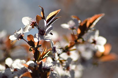 Close-up of white flowering plant