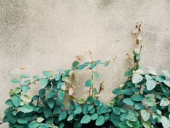 Close-up of ivy on wall