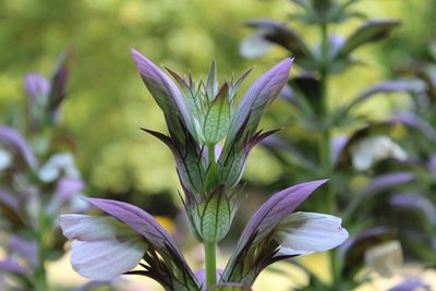 Close-up of purple flowering plant