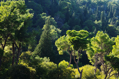 High angle view of trees in forest