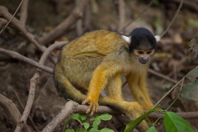 Side on closeup portrait of golden squirrel monkey saimiri sciureus sitting on branch bolivia.