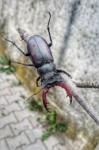 Close-up of insect