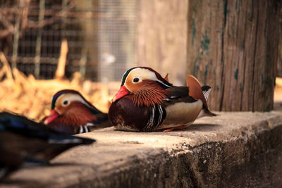 Close-up of birds perching on wood