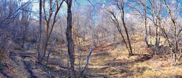 View of bare trees in forest