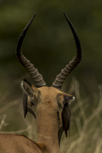 Close-up of giraffe