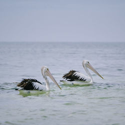 View of birds in sea against sky