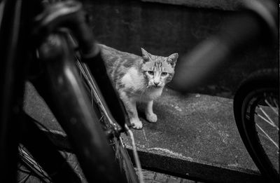 Portrait of cat
