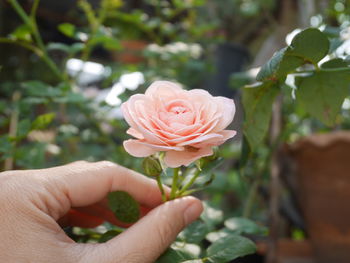 Close-up of hand holding rose