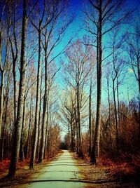 Empty pathway along trees