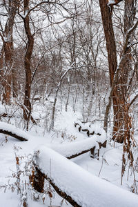 Bare trees on snow covered field during winter