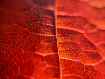 Full frame shot of red leaf