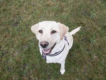 High angle portrait of dog sitting on field