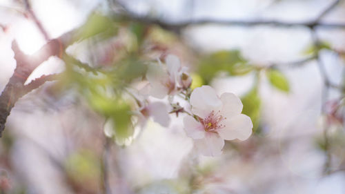 Close-up of white cherry blossom tree