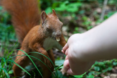 Close-up of hand feeding squirrel