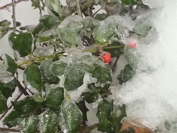 Close-up of frozen plants during winter