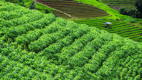 Cornfield on mountain , chiang mai province , north of thailand , landscape