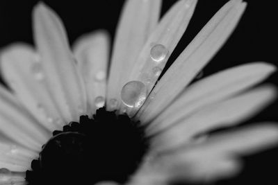 Close-up of wet flower