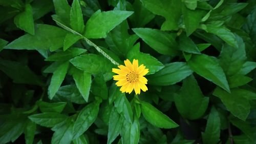 High angle view of yellow flowering plant