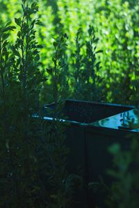 Close-up of fresh green plants in yard