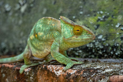 Close-up of lizard on rock