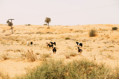 Goats cross the desert, graze in the desert