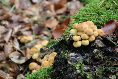 Close-up of mushrooms growing on field