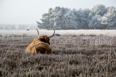 Lion on field against sky during winter