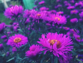 Close-up of pink flowers blooming outdoors